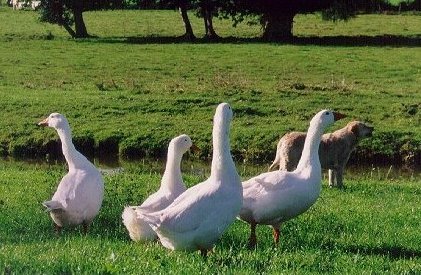 Le bonheur est dans le pré...